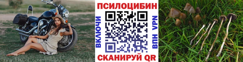 Псилоцибиновые грибы Psilocybine cubensis  блэк спрут сайт  Каменногорск 